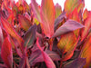 Canna Durban ( Rhizomes) TROPICAL  foliage ! - Caribbean garden seed