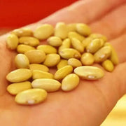 Canary Pole Bean, Heirloom Vegetable - Caribbean garden seed