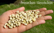 Canary Pole Bean, Heirloom Vegetable - Caribbean garden seed