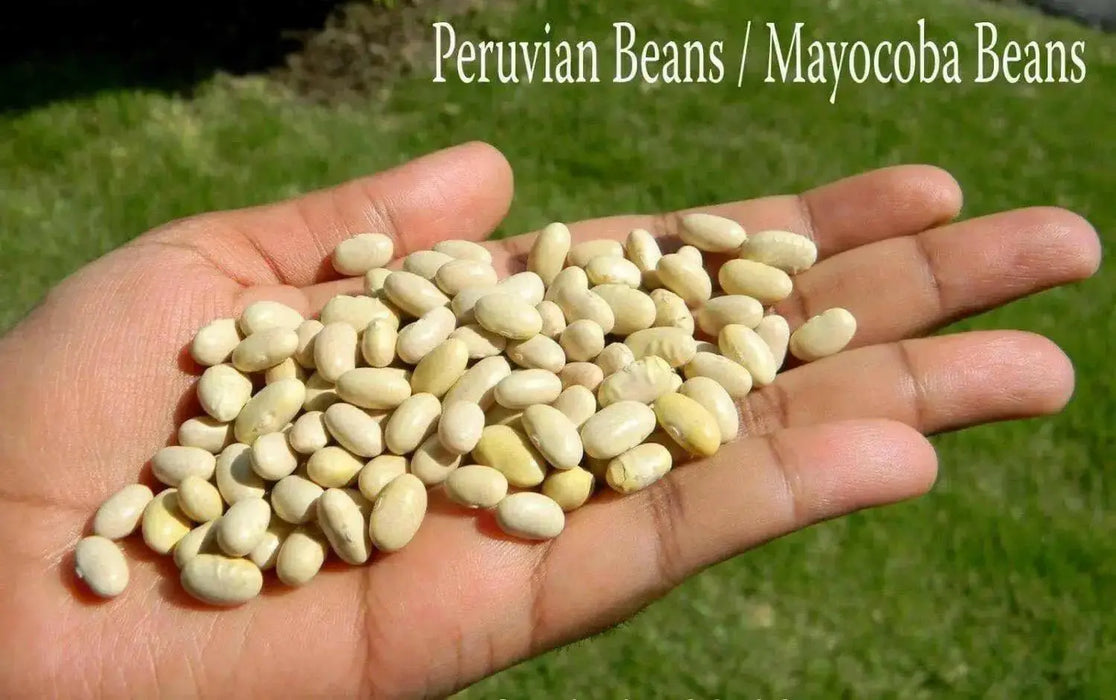 Canary Pole Bean, Heirloom Vegetable - Caribbean garden seed