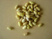 Canary Pole Bean, Heirloom Vegetable - Caribbean garden seed