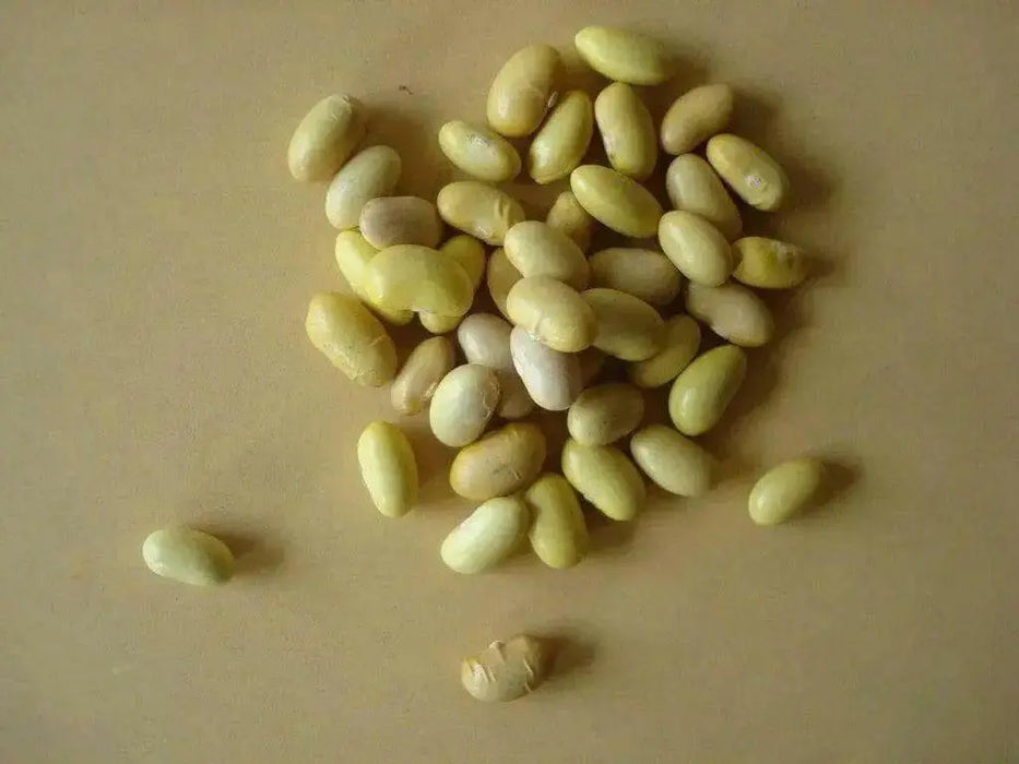 Canary Pole Bean, Heirloom Vegetable - Caribbean garden seed