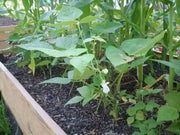 Canary Pole Bean, Heirloom Vegetable - Caribbean garden seed
