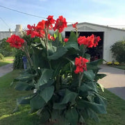 CANNA RHIZOME ,The President,-Tropical foliage - Caribbean garden seed