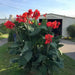 CANNA RHIZOME ,The President,-Tropical foliage - Caribbean garden seed