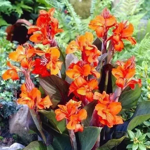 Canna rhizome, DWARF Eric Neubert, Tropical foliage - Caribbean garden seed