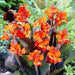 Canna rhizome, DWARF Eric Neubert, Tropical foliage - Caribbean garden seed