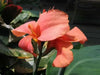 canna miss oklahoma (2- 3 Eyes Rhizome) Give your garden a tropical look-Now Shipping! - Caribbean garden seed