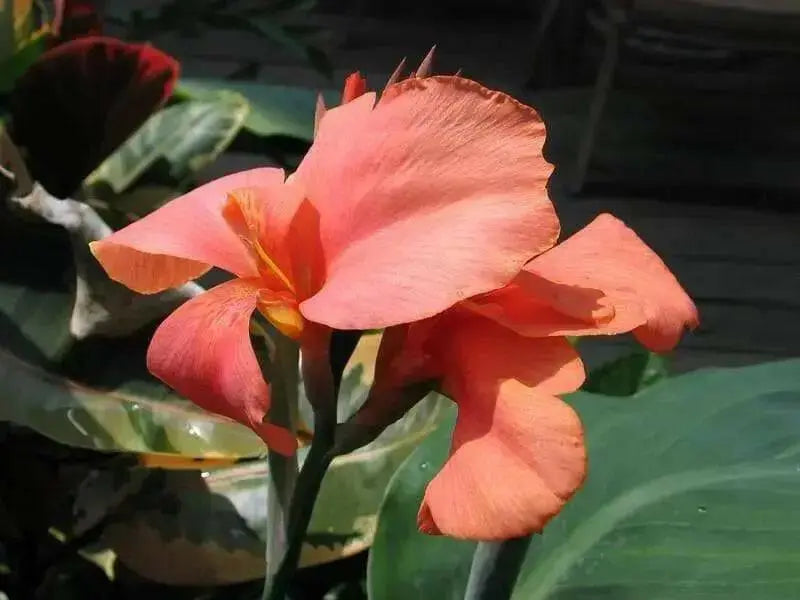 canna miss oklahoma (2- 3 Eyes Rhizome) Give your garden a tropical look-Now Shipping! - Caribbean garden seed