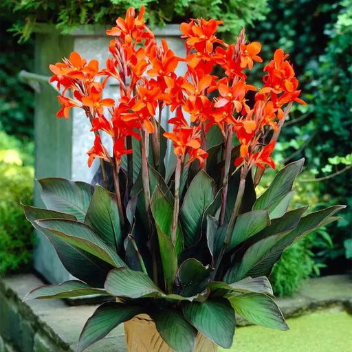 Canna rhizome, DWARF Eric Neubert, Tropical foliage - Caribbean garden seed