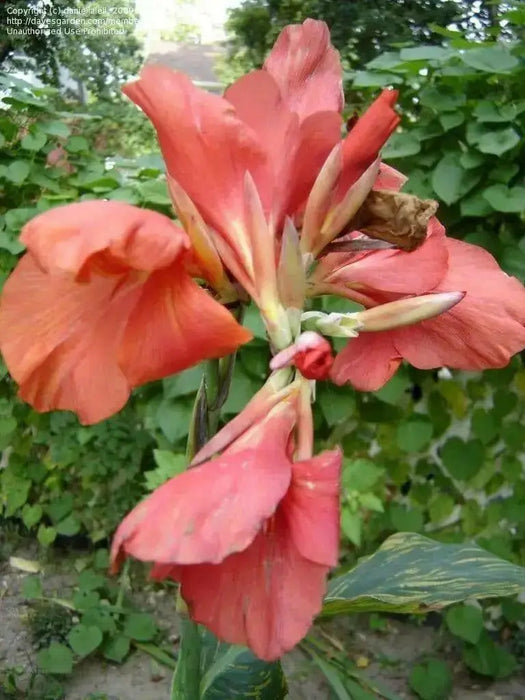 canna miss oklahoma (2- 3 Eyes Rhizome) Give your garden a tropical look-Now Shipping! - Caribbean garden seed