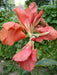 canna miss oklahoma (2- 3 Eyes Rhizome) Give your garden a tropical look-Now Shipping! - Caribbean garden seed