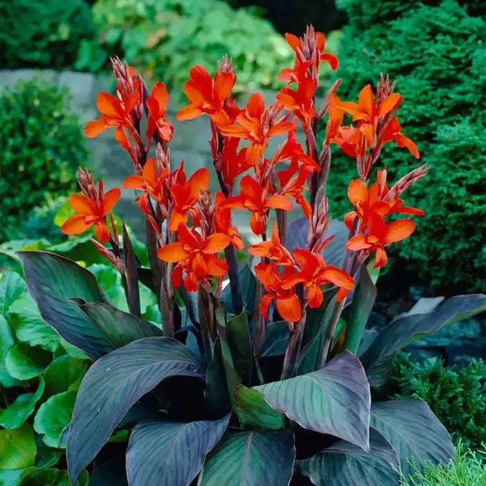 Canna rhizome, DWARF Eric Neubert, Tropical foliage - Caribbean garden seed