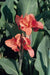 canna miss oklahoma (2- 3 Eyes Rhizome) Give your garden a tropical look-Now Shipping! - Caribbean garden seed