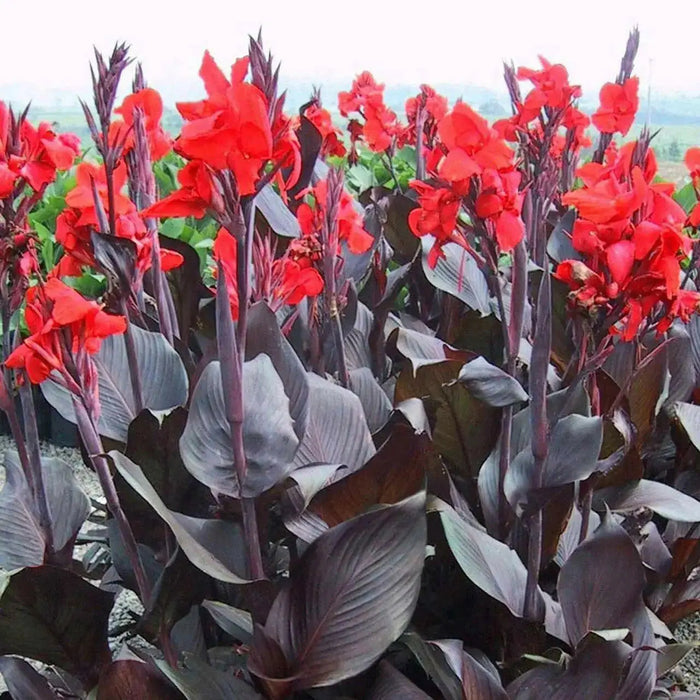 CANNA BLACK NIGHT- (RHIZOME) TROPICAL  foliage ! - Caribbean garden seed