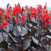 CANNA BLACK NIGHT- (RHIZOME) TROPICAL  foliage ! - Caribbean garden seed