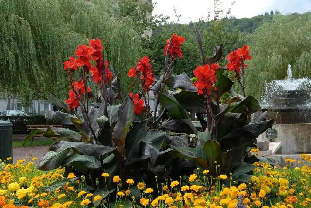 CANNA BLACK NIGHT- (RHIZOME) TROPICAL  foliage ! - Caribbean garden seed