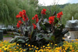 CANNA BLACK NIGHT- (RHIZOME) TROPICAL  foliage ! - Caribbean garden seed