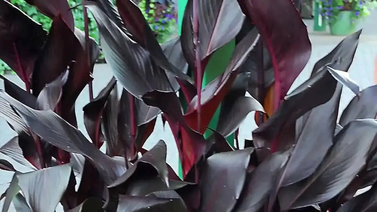 CANNA BLACK NIGHT- (RHIZOME) TROPICAL  foliage ! - Caribbean garden seed