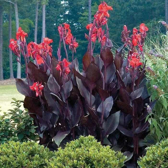 Canna Lily Seeds - Tropical Bronze Flower - TROPICAL  foliage ! - Caribbean garden seed
