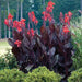 Canna Lily Seeds - Tropical Bronze Flower - TROPICAL  foliage ! - Caribbean garden seed