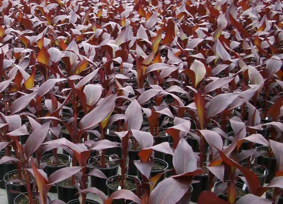 Canna Lily Seeds - Tropical Bronze Flower - TROPICAL  foliage ! - Caribbean garden seed
