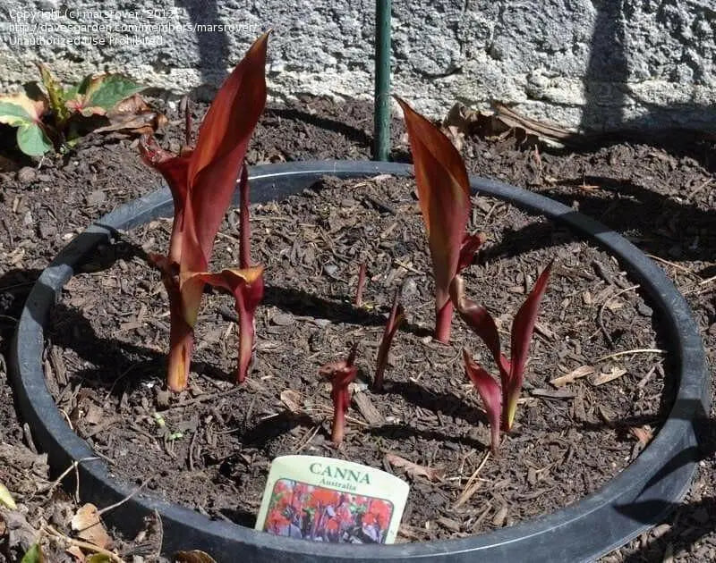 Canna Lily Seeds - Tropical Bronze Flower - TROPICAL  foliage ! - Caribbean garden seed