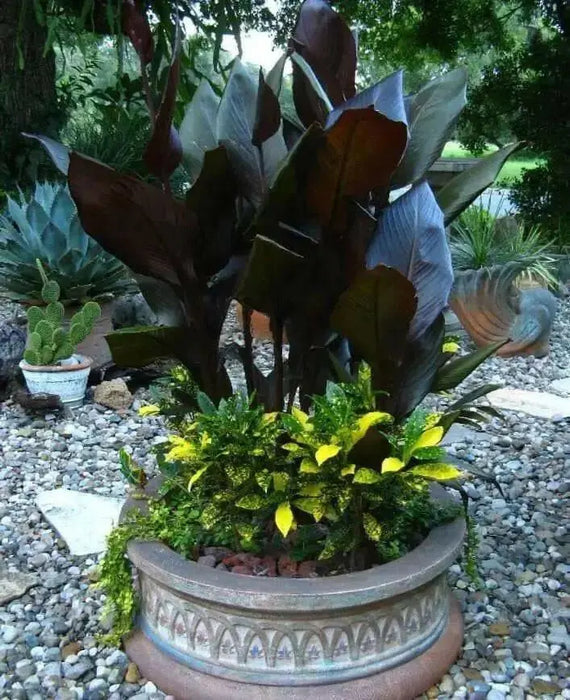 Canna Lily Seeds - Tropical Bronze Flower - TROPICAL  foliage ! - Caribbean garden seed