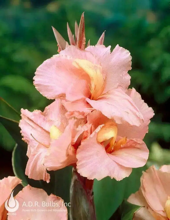 Canna salmon beauty (bulbs/rhizomes) Tropical foliage - Caribbean garden seed