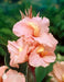 Canna salmon beauty (bulbs/rhizomes) Tropical foliage - Caribbean garden seed