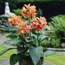 Canna salmon beauty (bulbs/rhizomes) Tropical foliage - Caribbean garden seed