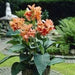 Canna salmon beauty (bulbs/rhizomes) Tropical foliage - Caribbean garden seed