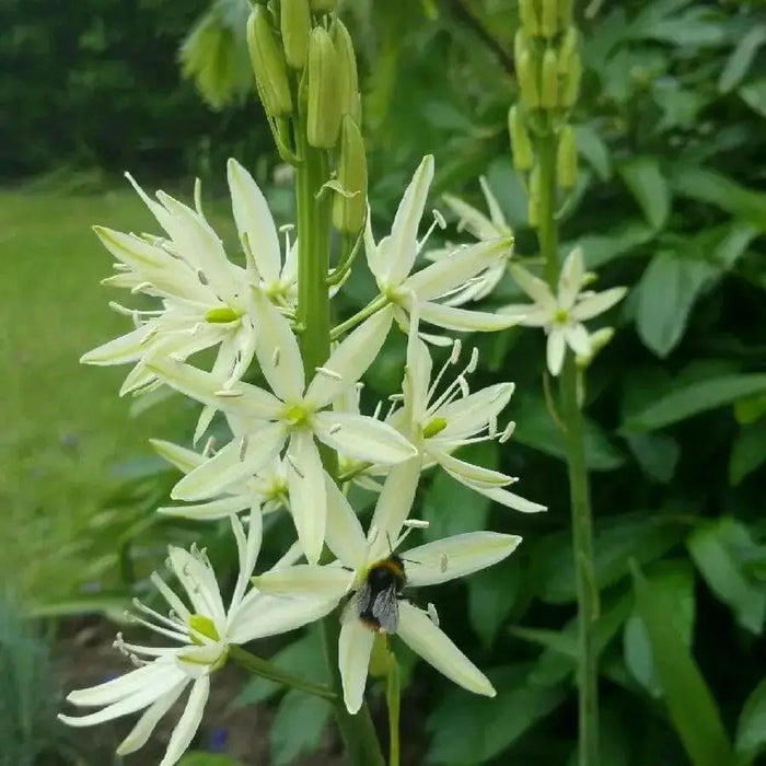 Camassia Leichtlini Alba - Quamash seeds, great perennials. - Caribbean garden seed