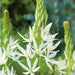 Camassia Leichtlini Alba - Quamash seeds, great perennials. - Caribbean garden seed