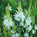 Camassia Leichtlini Alba - Quamash seeds, great perennials. - Caribbean garden seed
