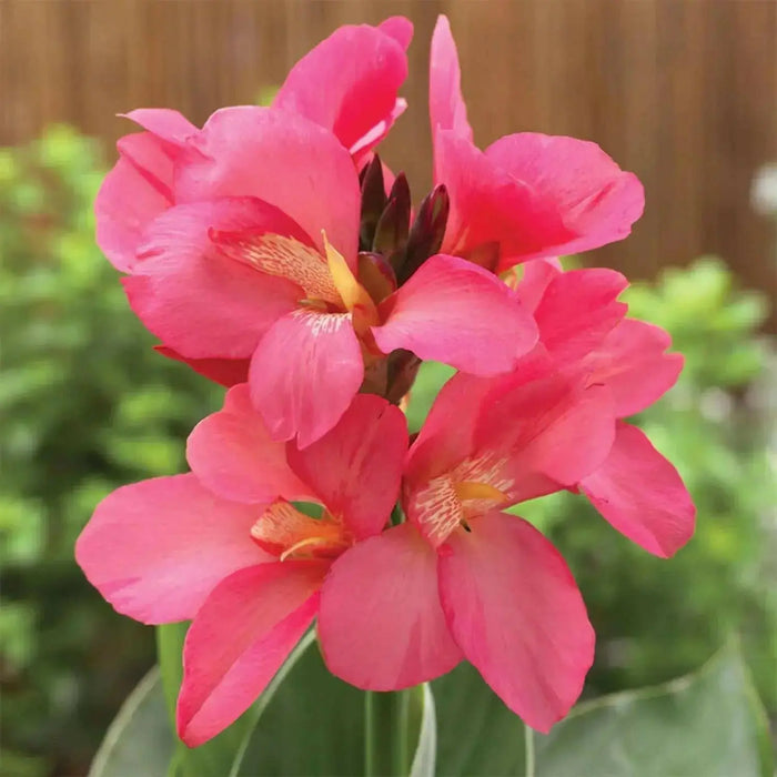 CANNA TROPICAL PINK  (bulbs/rhizomes) foliage - Caribbean garden seed