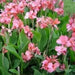 CANNA TROPICAL PINK  (bulbs/rhizomes) foliage - Caribbean garden seed