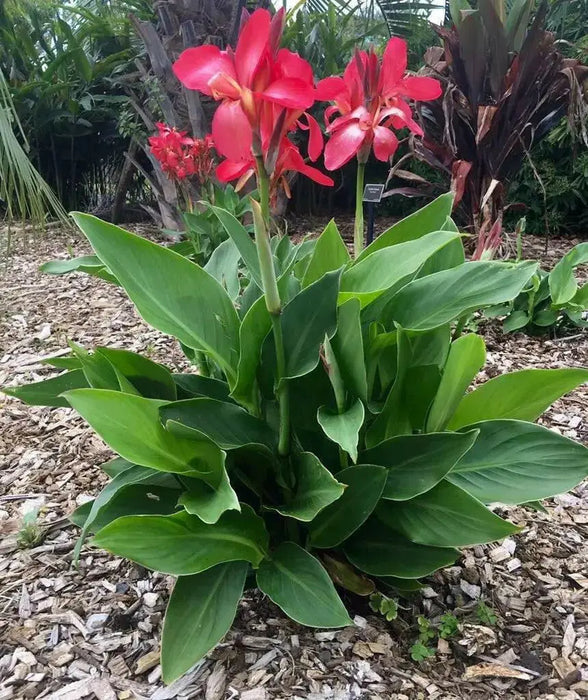 CANNA TROPICAL PINK  (bulbs/rhizomes) foliage - Caribbean garden seed