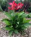 CANNA TROPICAL PINK  (bulbs/rhizomes) foliage - Caribbean garden seed