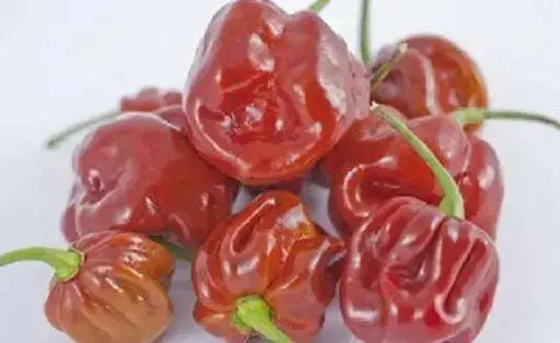 CAPPUCCINO Scotch Bonnet  SEEDS (Capsicum chinense) Hot Pepper - Caribbean garden seed