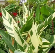 CANNA STUTTGART (RHIZOME) TROPICAL FOLIAGE ! - Caribbean garden seed