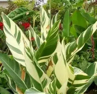 CANNA STUTTGART (RHIZOME) TROPICAL FOLIAGE ! - Caribbean garden seed