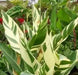 CANNA STUTTGART (RHIZOME) TROPICAL FOLIAGE ! - Caribbean garden seed