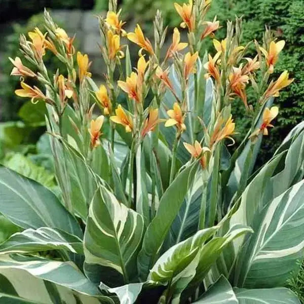 CANNA STUTTGART (RHIZOME) TROPICAL FOLIAGE ! - Caribbean garden seed