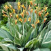 CANNA STUTTGART (RHIZOME) TROPICAL FOLIAGE ! - Caribbean garden seed