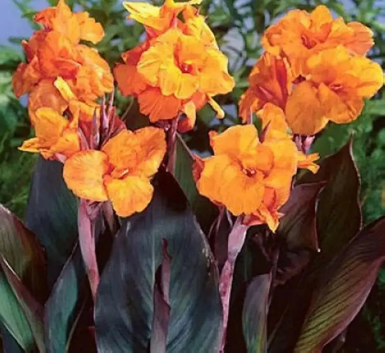 CANNA WYOMING (RHIZOME)TROPICAL FOLIAGE ! - Caribbean garden seed