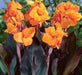 CANNA WYOMING (RHIZOME)TROPICAL FOLIAGE ! - Caribbean garden seed