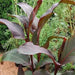 CANNA WYOMING (RHIZOME)TROPICAL FOLIAGE ! - Caribbean garden seed