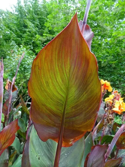 CANNA WYOMING (RHIZOME)TROPICAL FOLIAGE ! - Caribbean garden seed