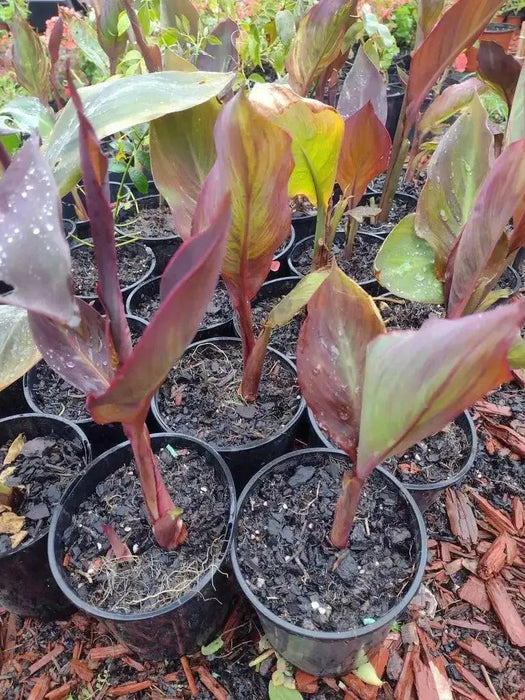 CANNA WYOMING (RHIZOME)TROPICAL FOLIAGE ! - Caribbean garden seed